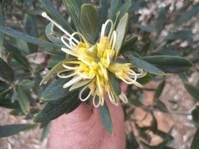 Grevillea olivacea yellow.JPG